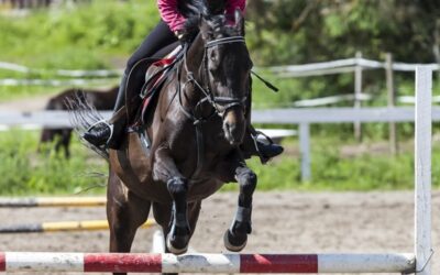 Quinta da Beloura Equestrian Center: MP Beloura Riding School