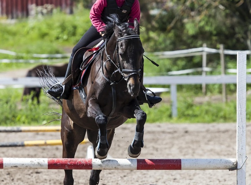Quinta da Beloura Equestrian Center: MP Beloura Riding School